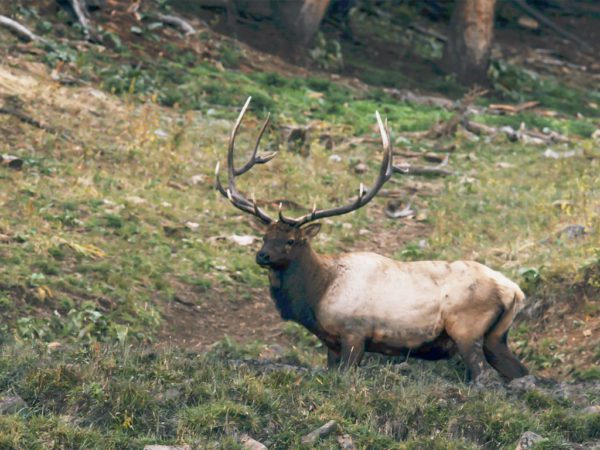 Hammer 'Em Outfitters Montana Hunting - Prime Elk