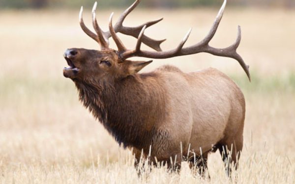 Hammer 'Em Outfitters Montana Hunting - Elk Bugling