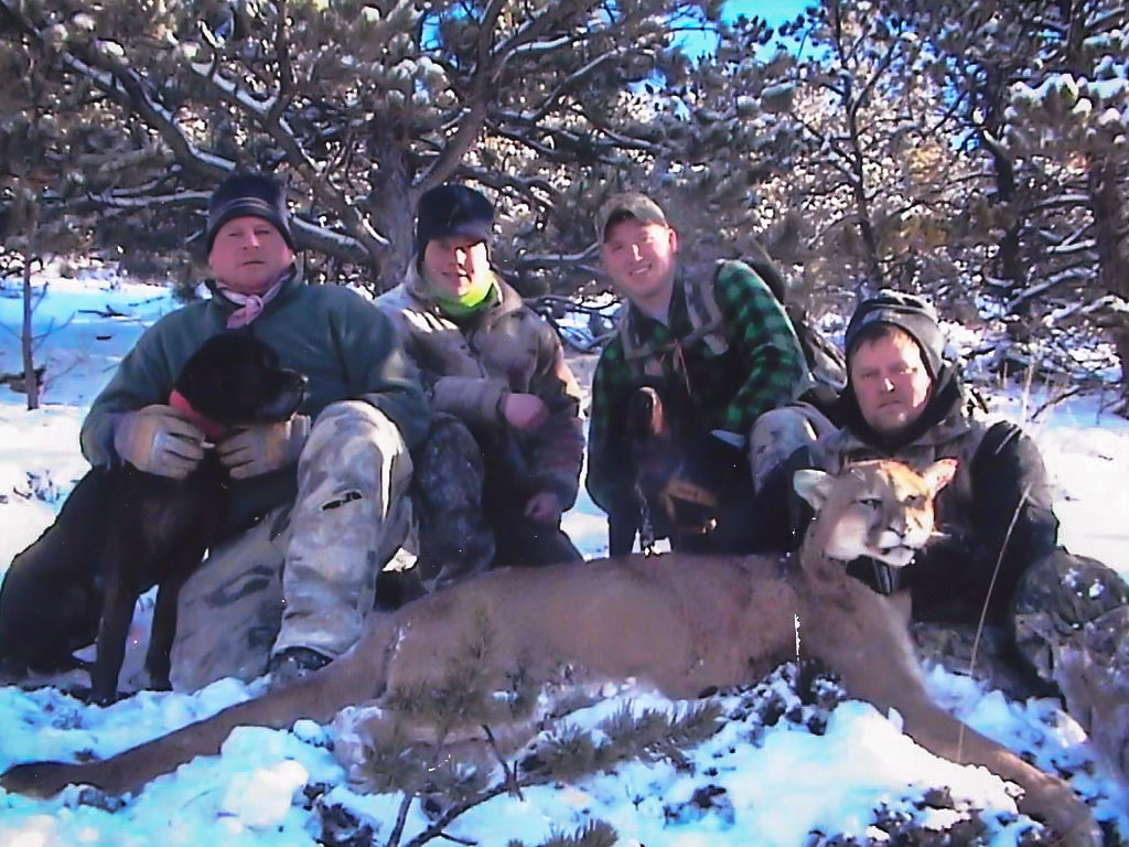 Hammer 'Em Outfitters Montana Hunting Mountain Lions
