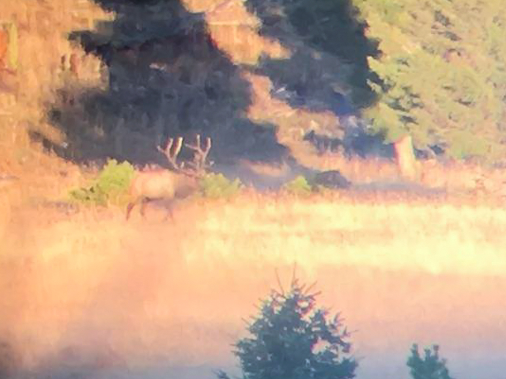 Hammer 'Em Outfitters Montana Hunting Elk and Deer 2016