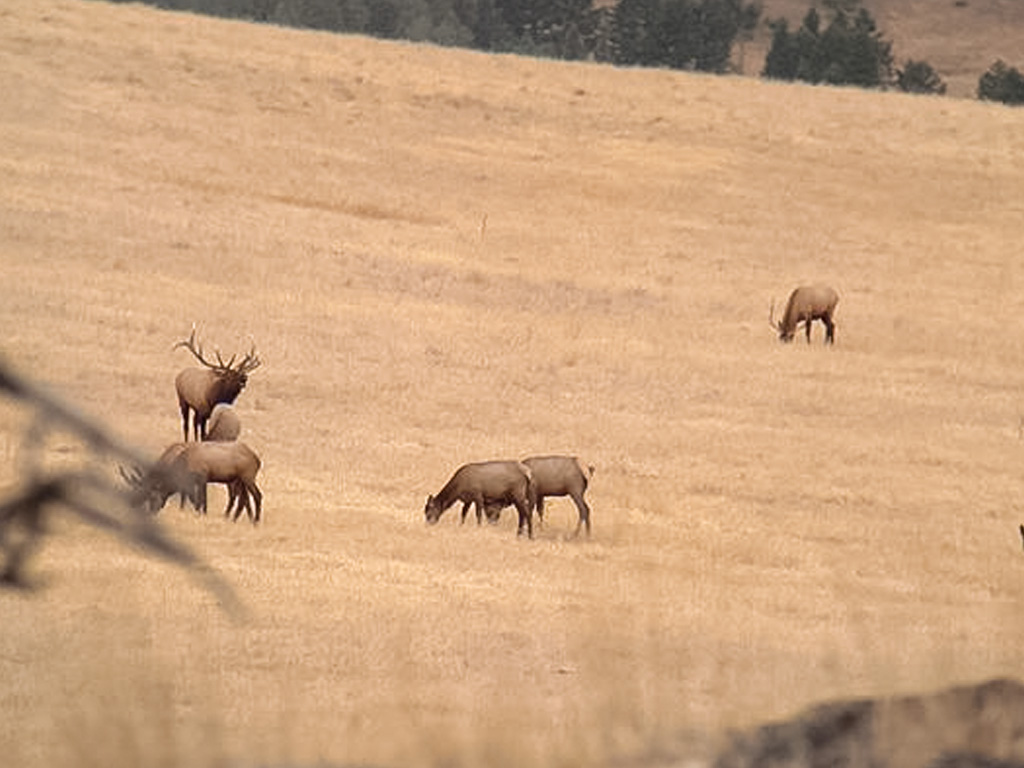 Hammer 'Em Outfitters Montana Hunting Elk and Deer 2017