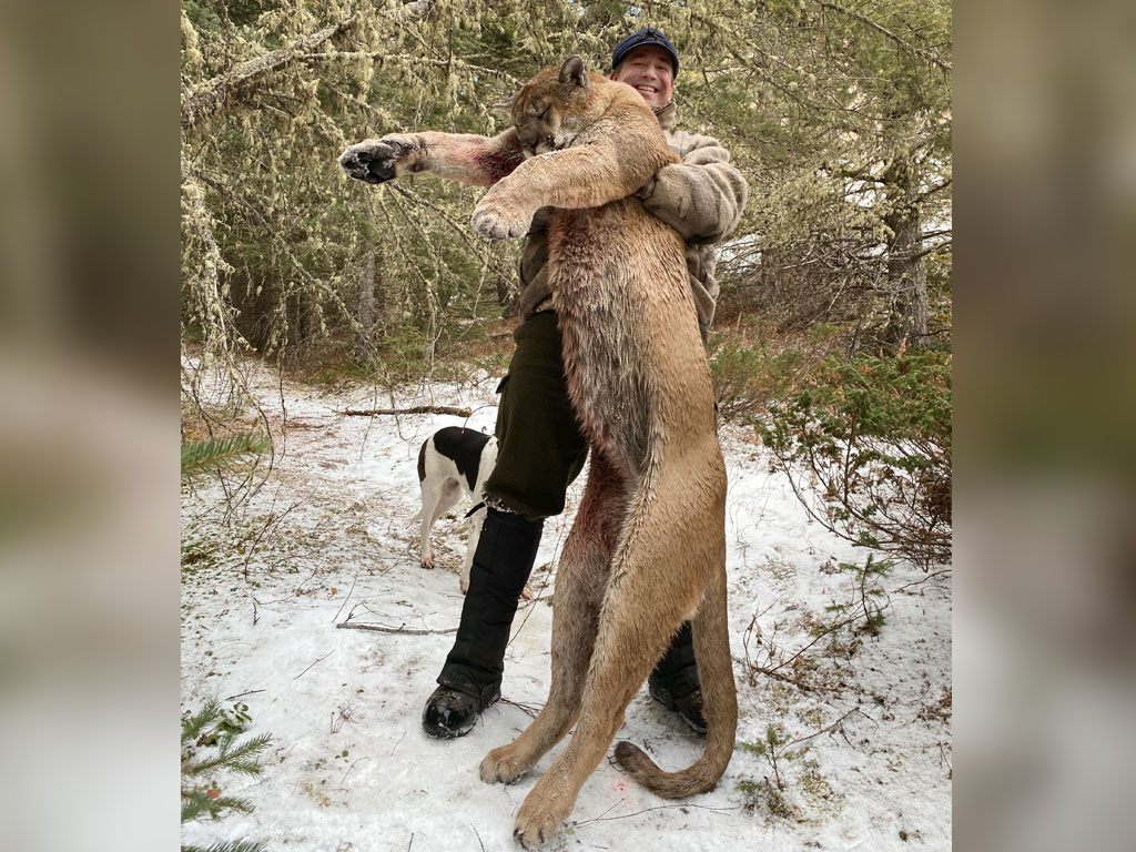 Hammer 'Em Outfitters Montana Hunting - 2020 Mountain Lion 1