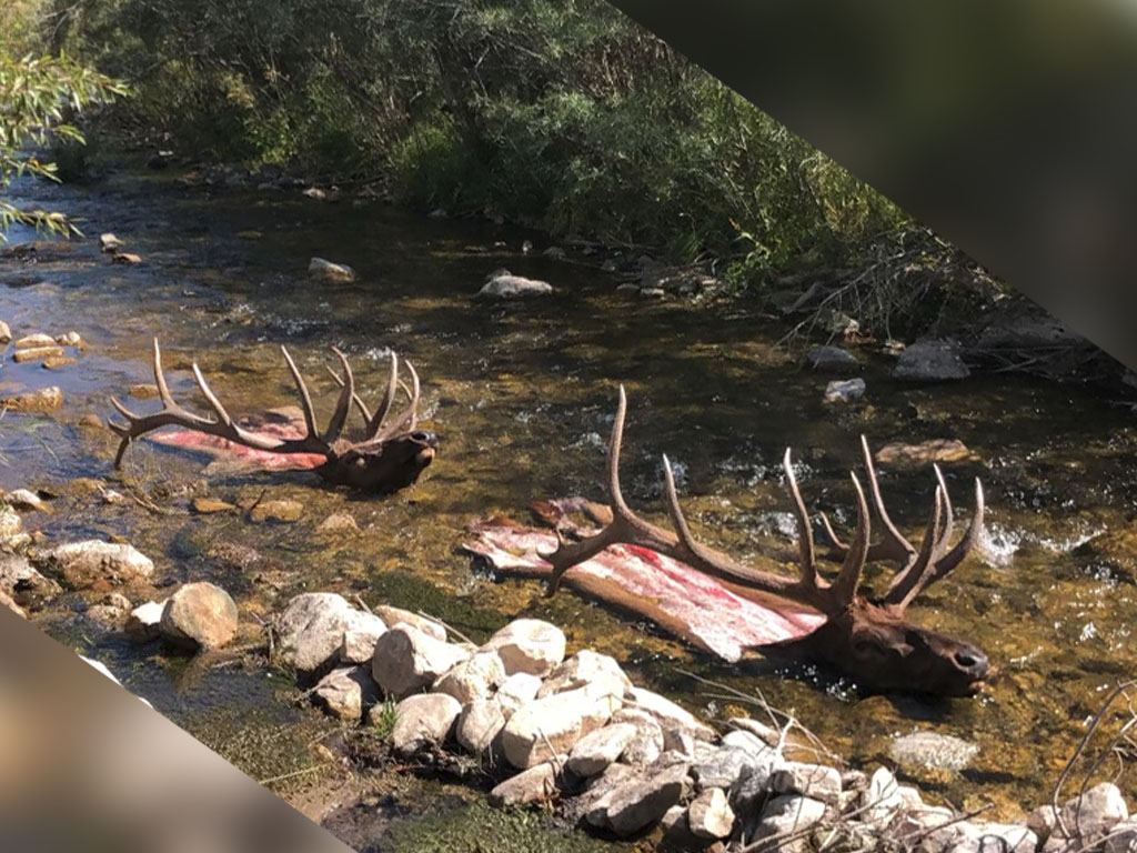 Hammer 'Em Outfitters Montana Hunting - 2021 Elk 31