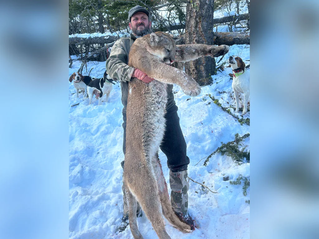 Hammer 'Em Outfitters Montana Hunting - 2022 Mountain Lion 01