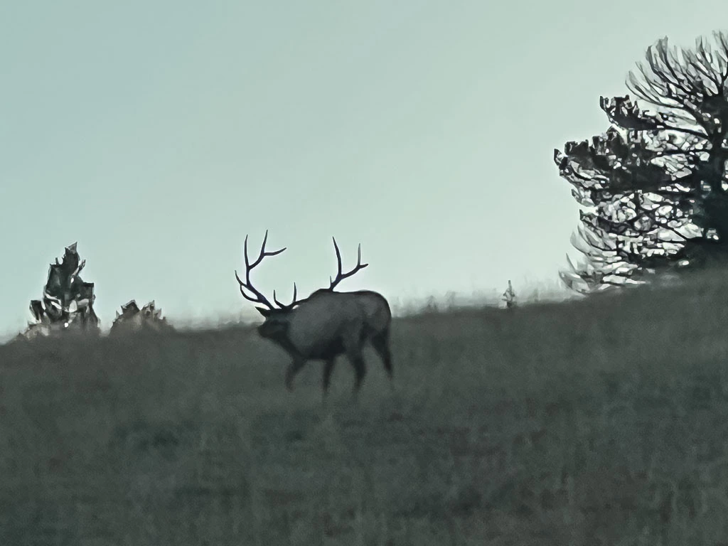 Hammer 'Em Outfitters Montana Hunting - 2023 Elk 31